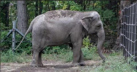 Суд в США отказал слонихе в праве на habeas corpus