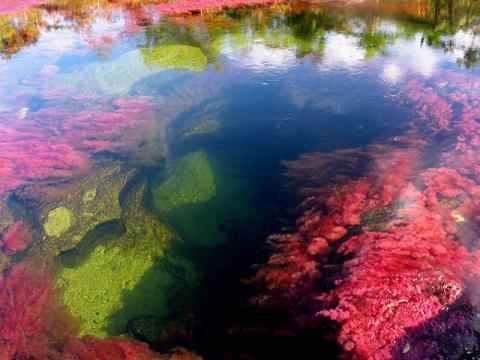 Неповторимая красота, или как выглядит разноцветная река в Колумбии (ФОТО)