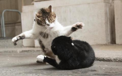 Безобразные драки на Даунинг-стрит: главные коты Британии делят территорию (ФОТО)