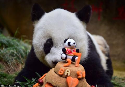 Старейшая панда в мире празднует 37-летие (ФОТО)