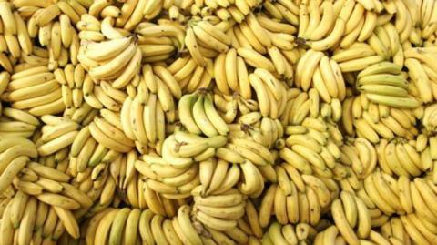 В Нидерландах нашли кокаин в бананах