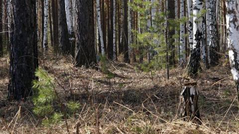 Под Житомиром в лесу нашли труп зверски убитого мужчины