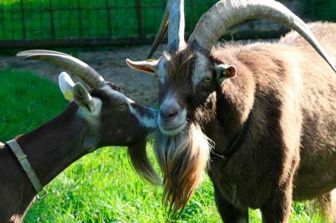 В Германии суд обязал козла прекратить издавать запах