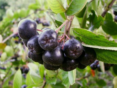 Вчені назвали ягоду, яка уповільнює зростання ракових пухлин