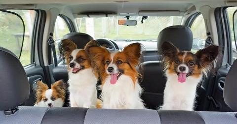 Собак прикажут привязывать позади водителя - проект