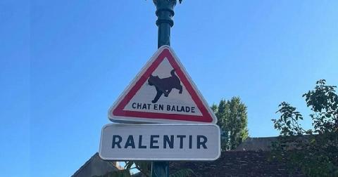 О котах на прогулке предупредят водителей во Франции